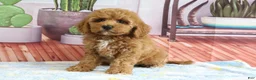 Mini Goldendoodle dogs for sale: Kendra - Ad 3