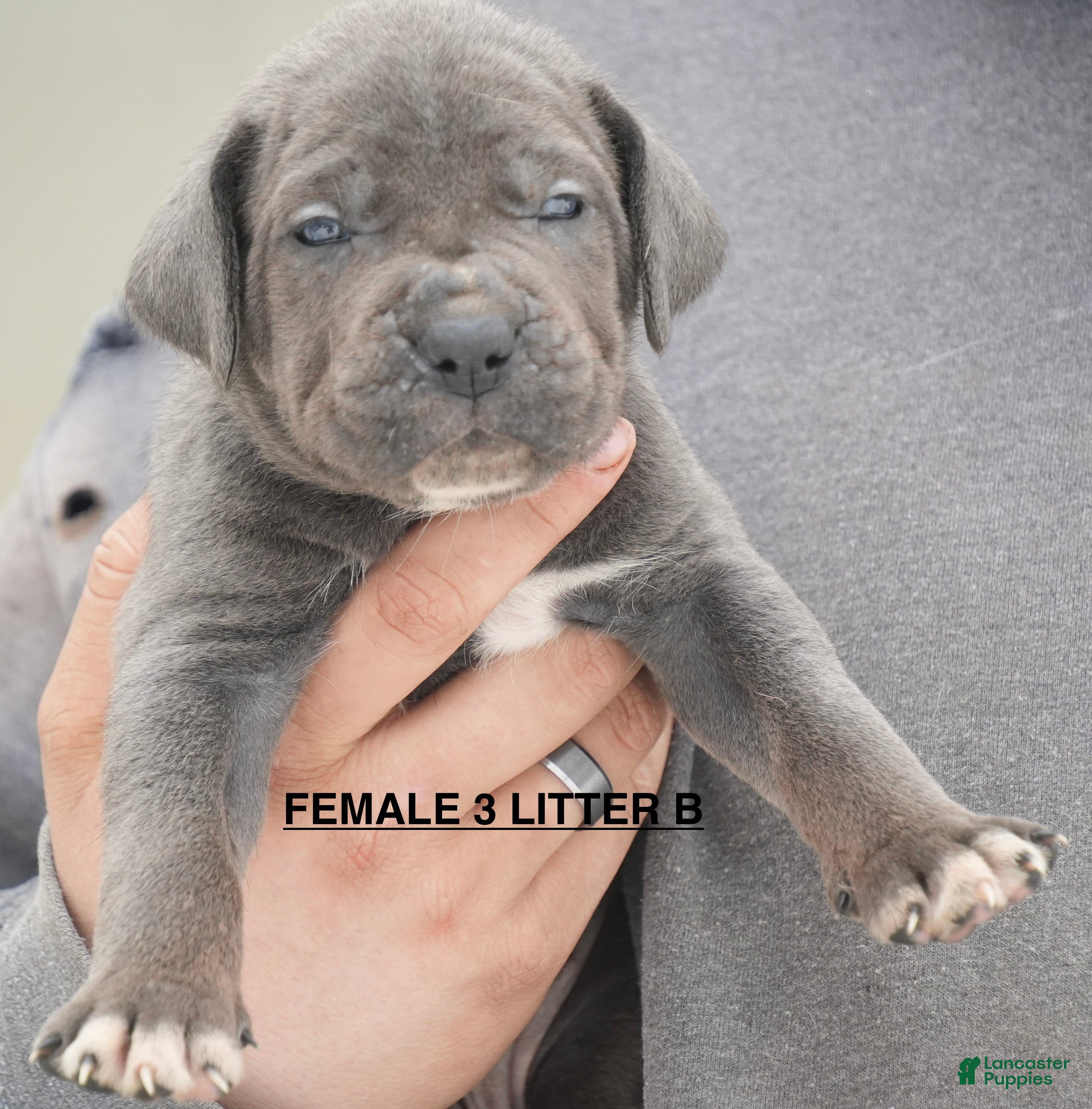 Cane Corso dogs Female 3 Litter B - Ad 30