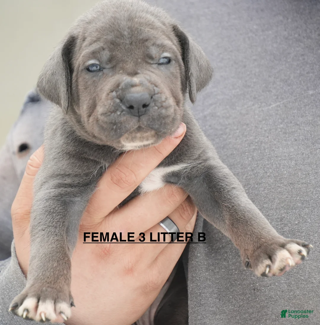 Cane Corso dogs for sale: Female 3 Litter B - Ad 1