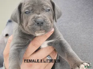 Cane Corso dogs Female 3 Litter B - Ad 30
