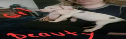Great Dane dogs for sale: Great Dane 5 - Ad 2