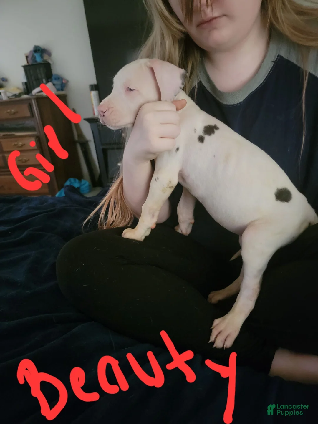 Great Dane dogs for sale: Great Dane 5 - Ad 2