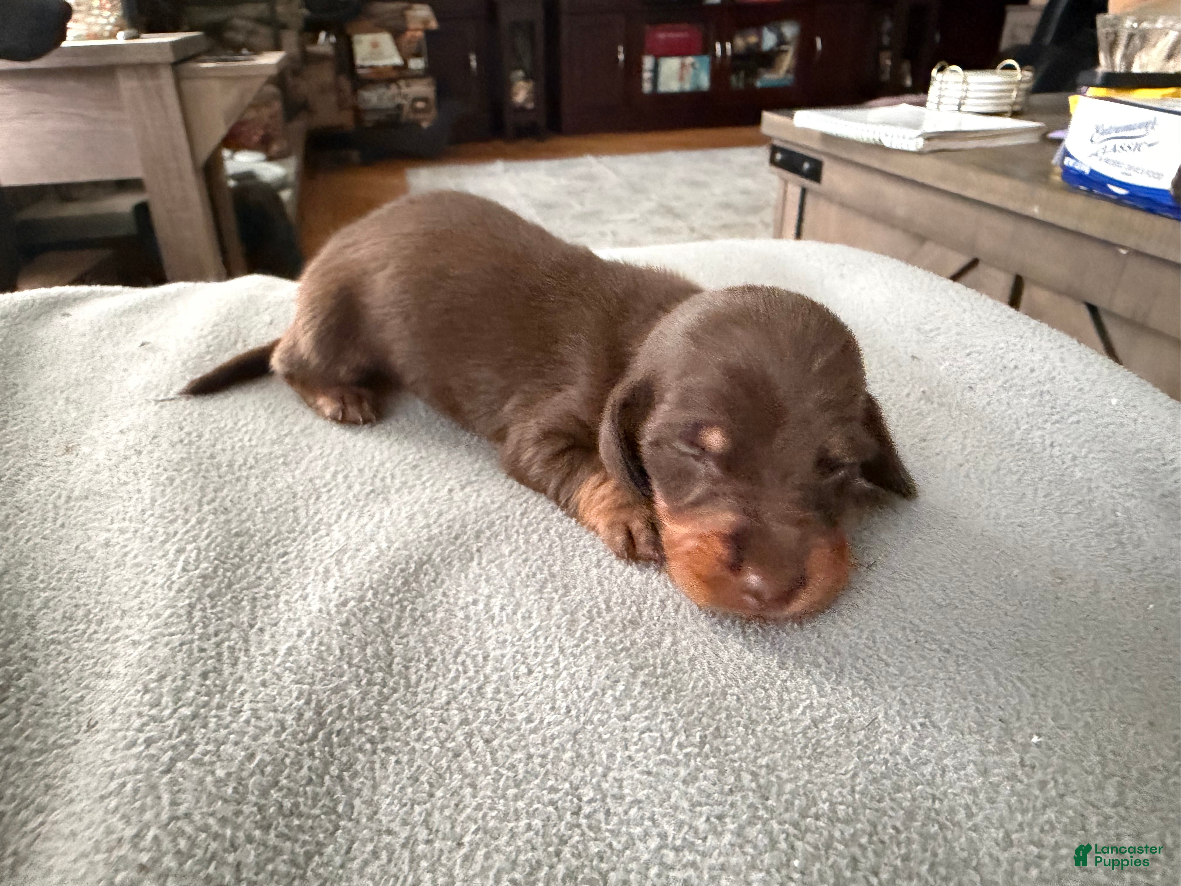 Miniature Dachshund dogs Champion bred long coat import - Ad 15