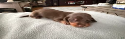 Miniature Dachshund dogs for sale: Champion bred long coat import - Ad 1