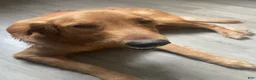 Mixed Breed dogs for sale: Mixed Breed 6 - Ad 3