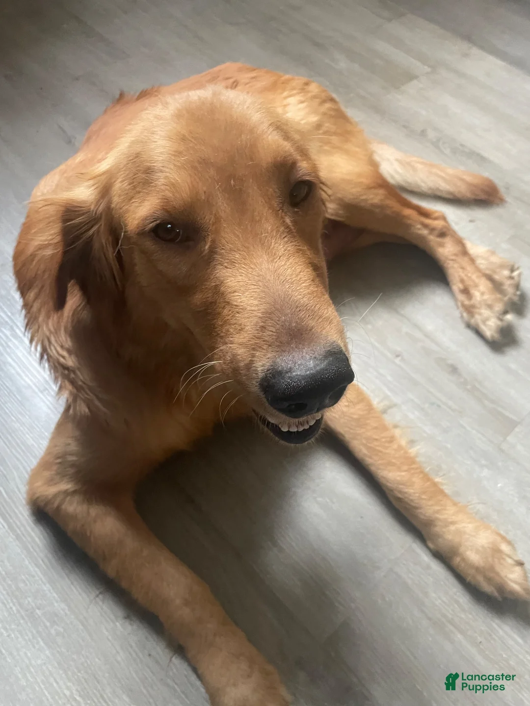 Mixed Breed dogs for sale: Mixed Breed 4 - Ad 2