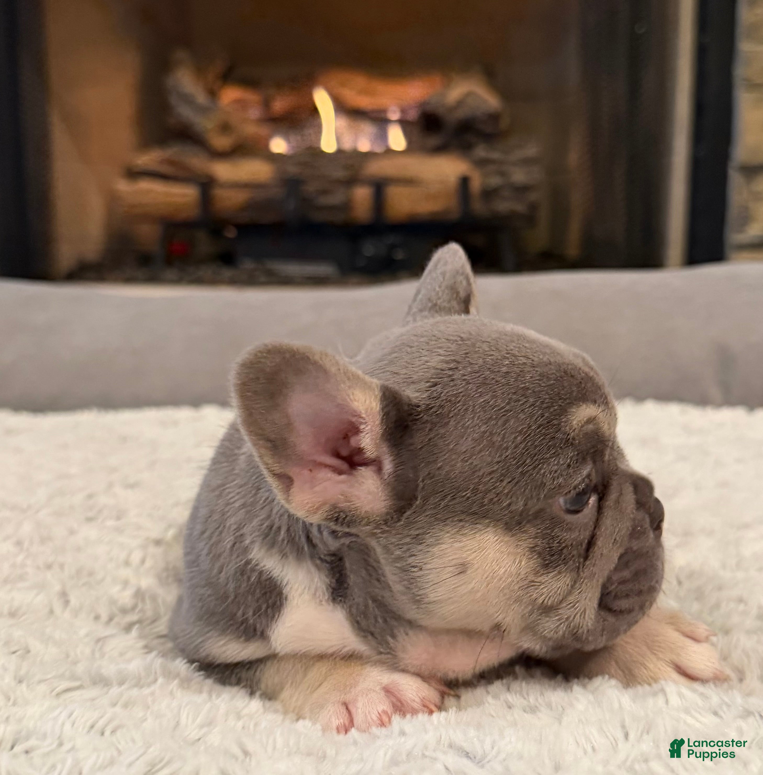 French Bulldog dogs Tito - Ad 18