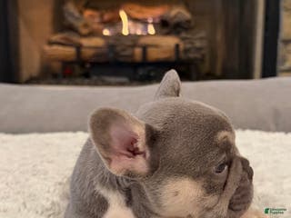 French Bulldog dogs Tito - Ad 18