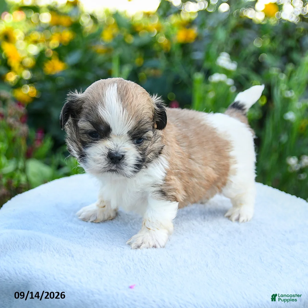 Shih Tzu dogs for sale: Mikey - Ad 1