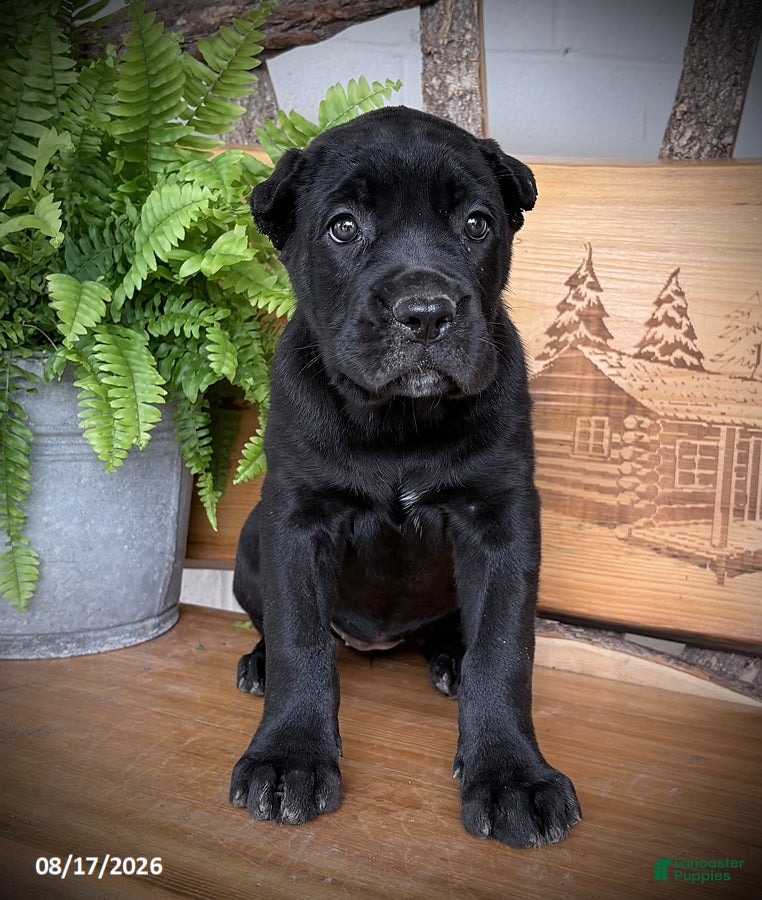 Cane Corso dogs Stella - Ad 1