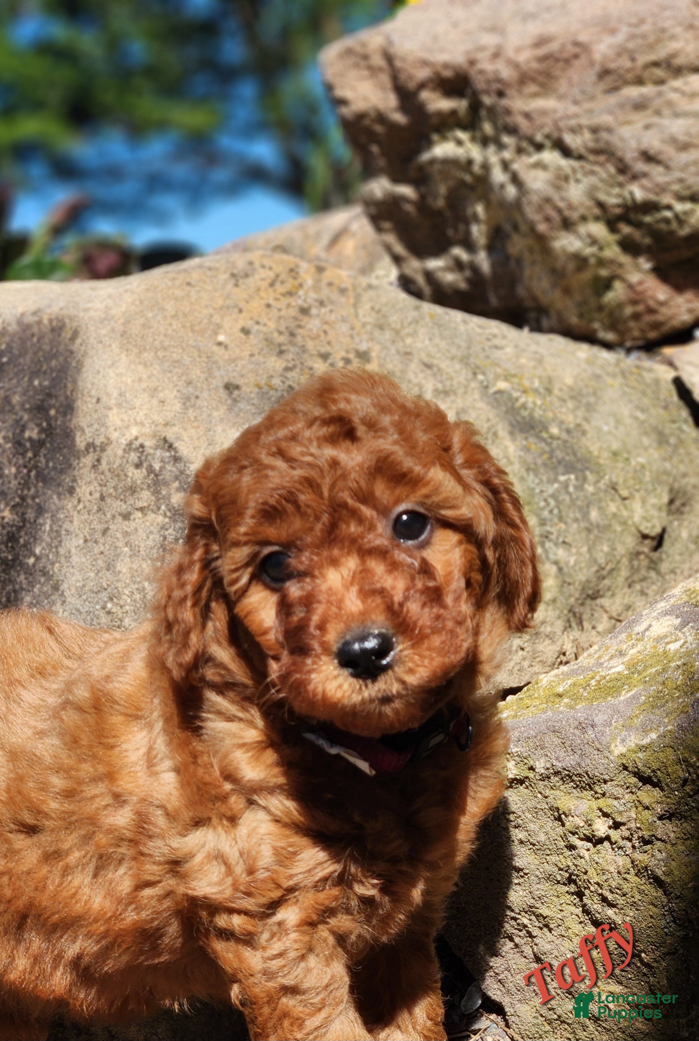 Miniature Labradoodle dogs Taffy - Ad 1