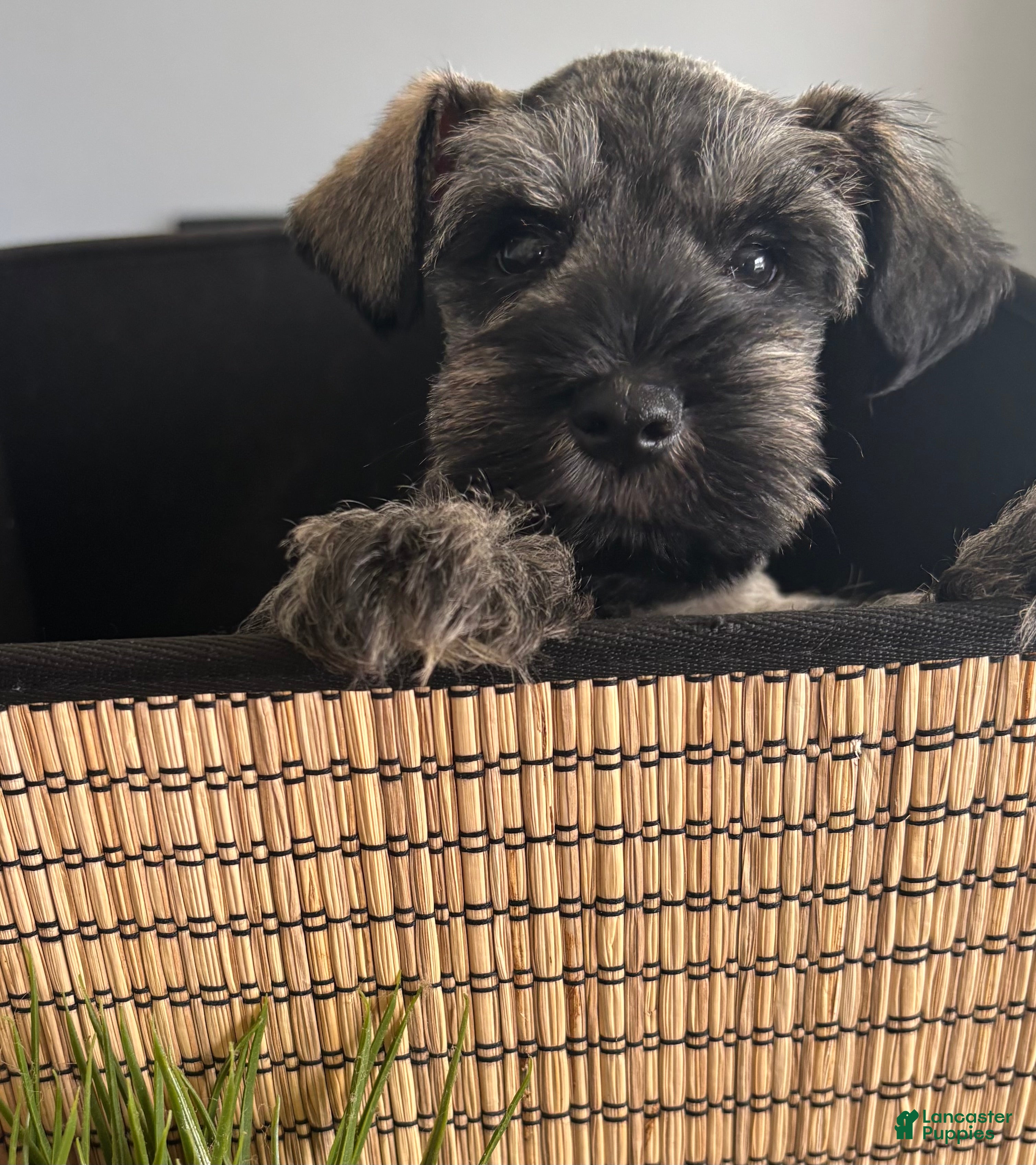 Miniature Schnauzer dogs Tommy - Ad 2