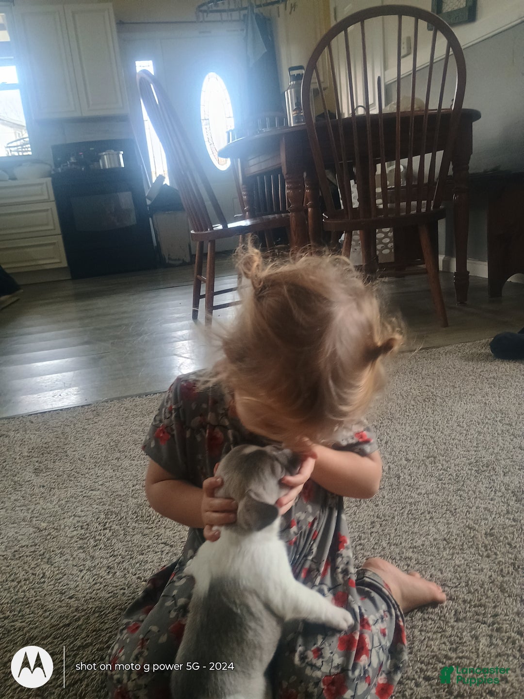 French Bulldog dogs for sale: Hope - Ad 5