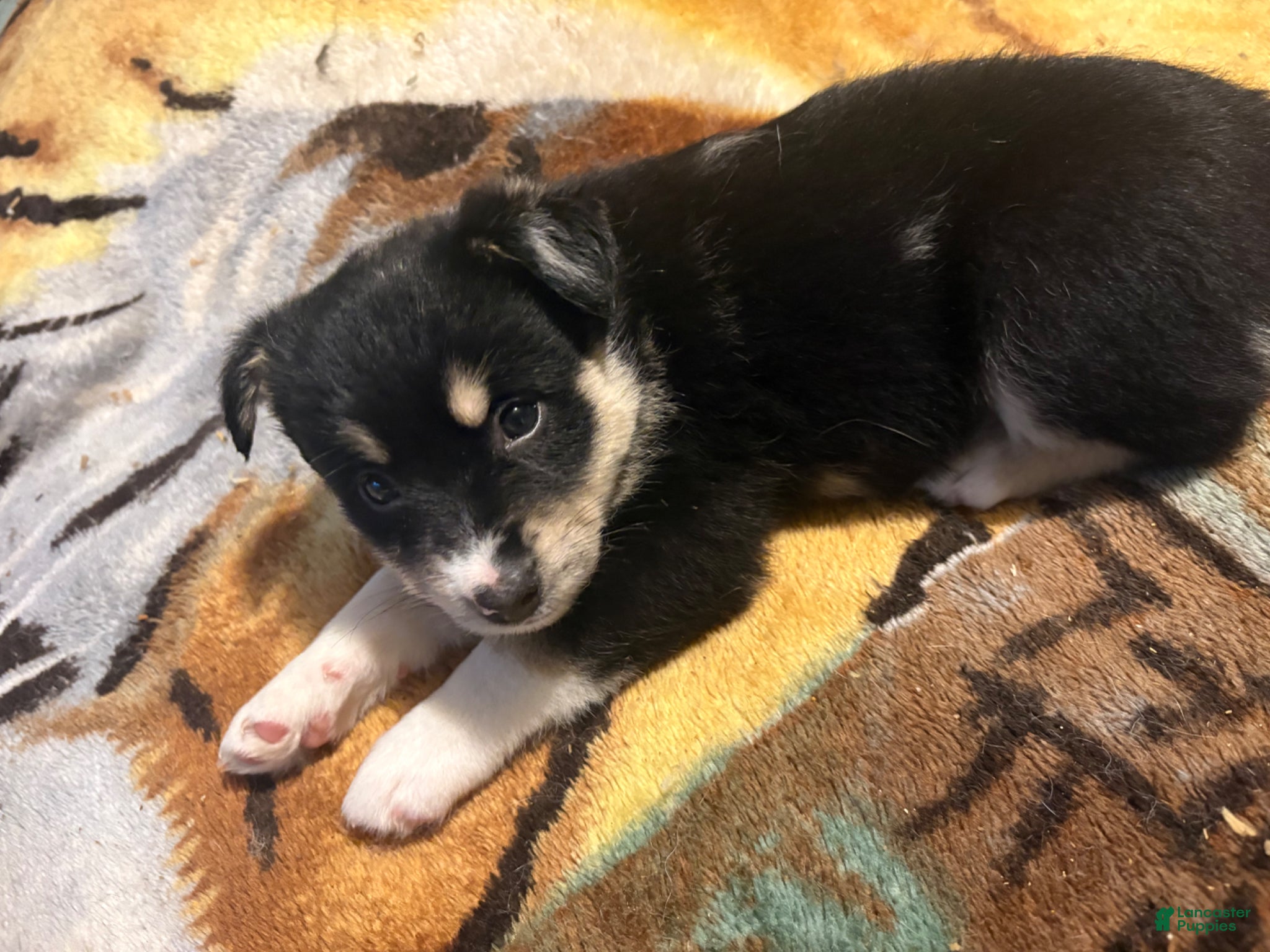 Pomsky dogs Pomsky Puppy 3 - Ad 37