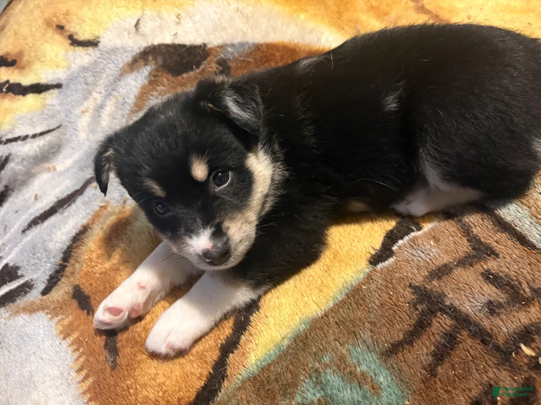 Pomsky dogs for sale: Pomsky Puppy 3 - Ad 1