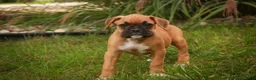 Boxer dogs for sale: Baily - Ad 7