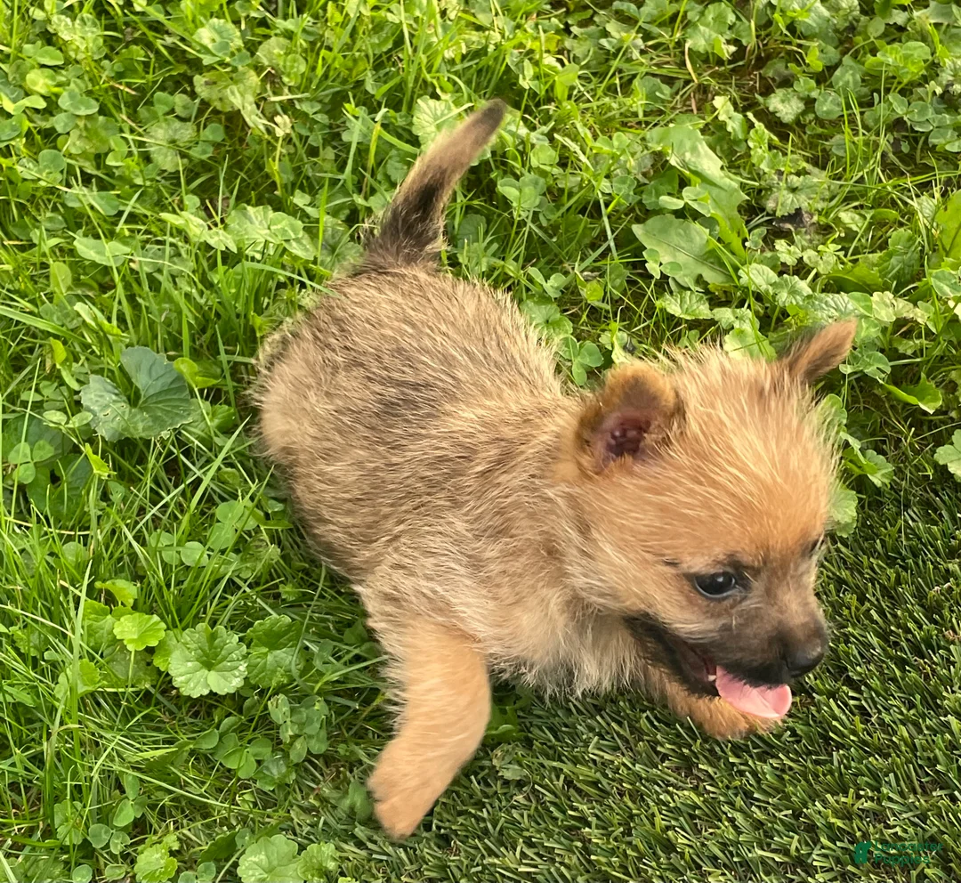 Cairn Terrier dogs for sale: Daisy - Ad 2