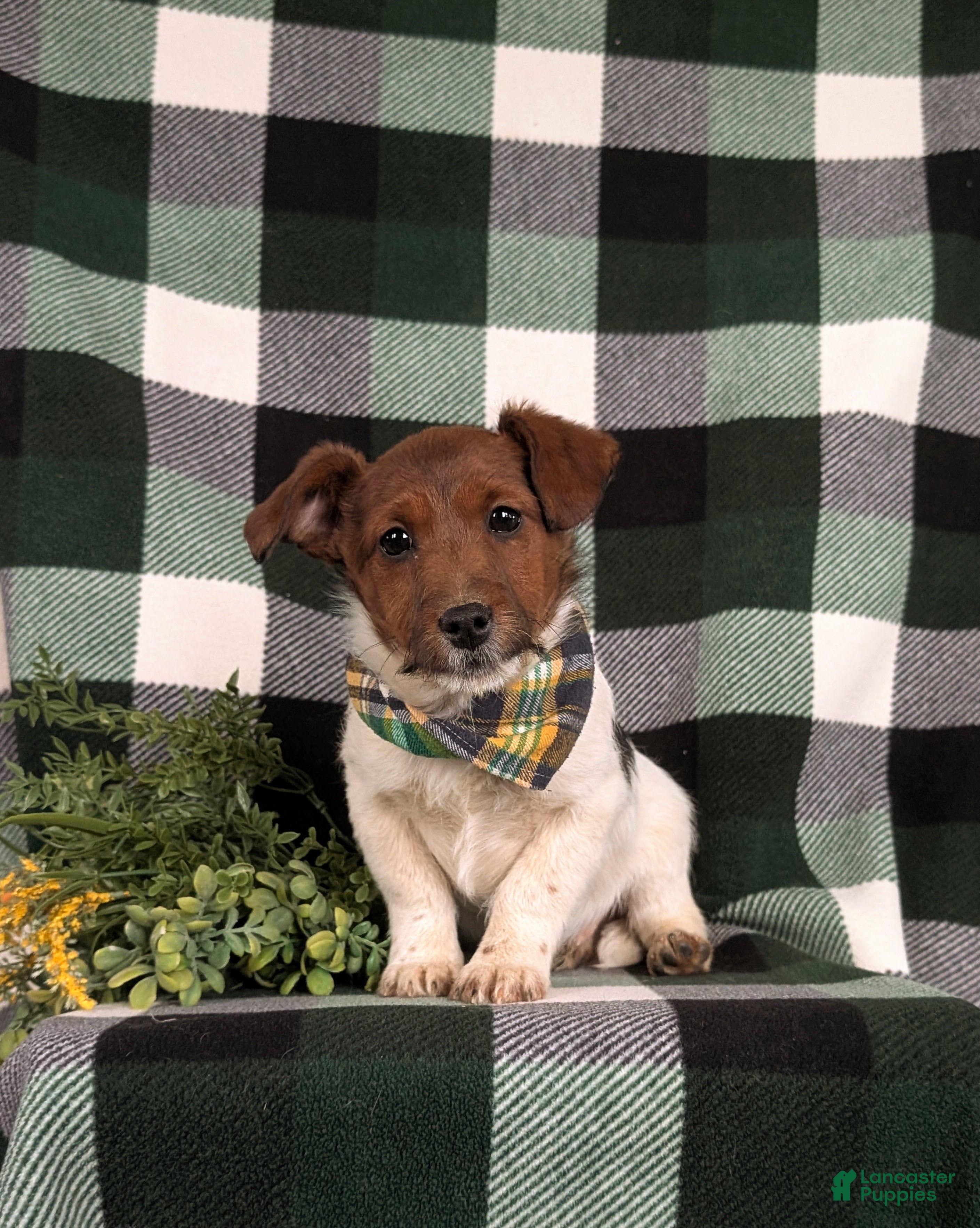 Jackapoo dogs Baxter - Ad 11