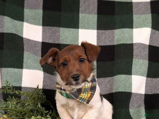 Jackapoo dogs Baxter - Ad 1