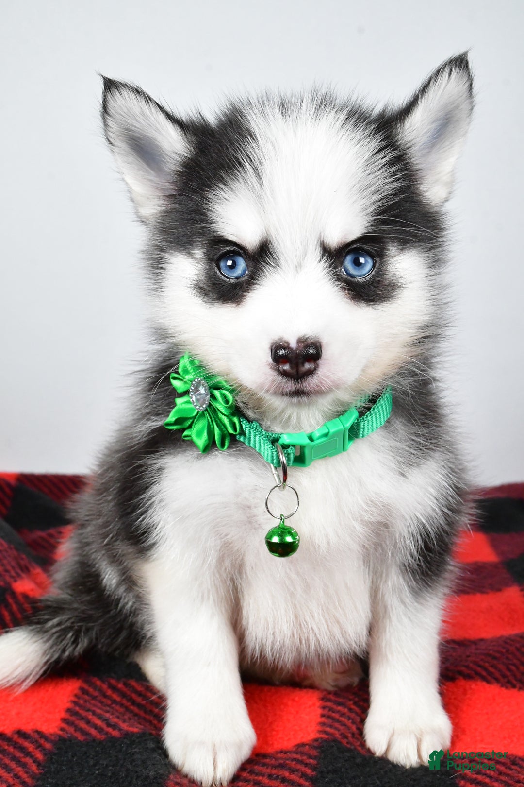 Pomsky dogs for sale: Hilda - Ad 7