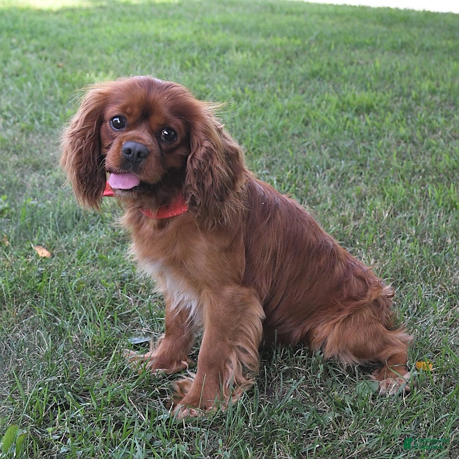 Cavalier King Charles Spaniel dogs Buster - Ad 1