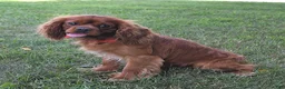 Cavalier King Charles Spaniel dogs for sale: Buster - Ad 1