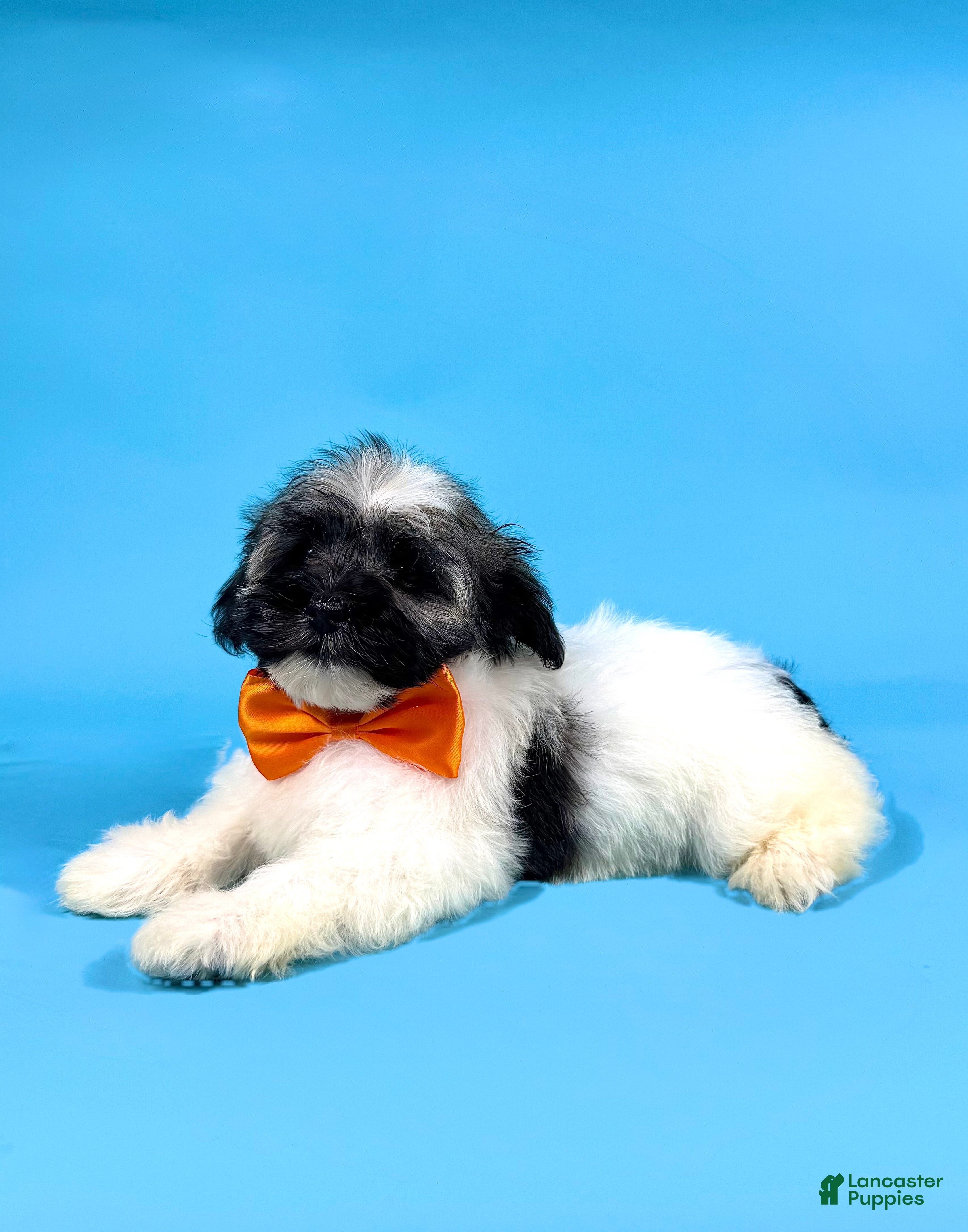 Havanese dogs ELSA - Ad 2