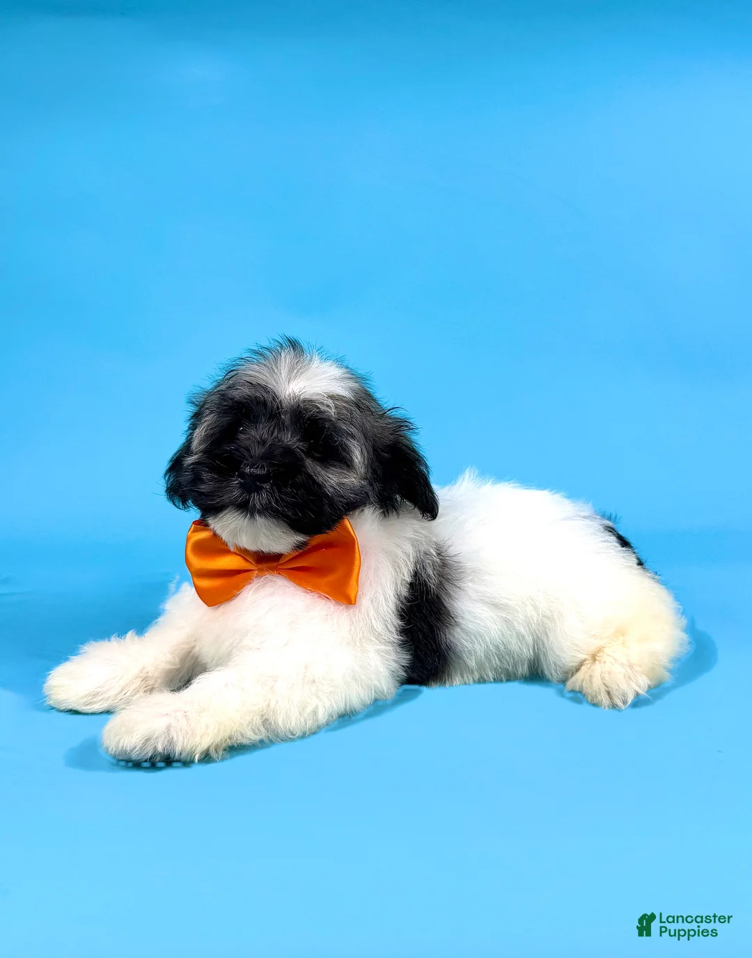 Havanese dogs for sale: ELSA - Ad 2