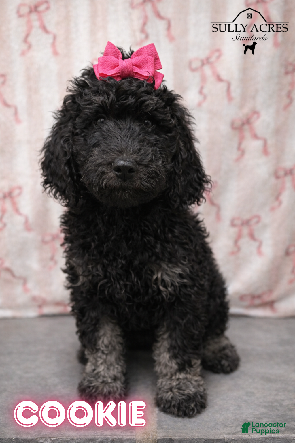Standard Poodle dogs Cookie - Ad 28