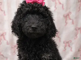 Standard Poodle dogs Cookie - Ad 28