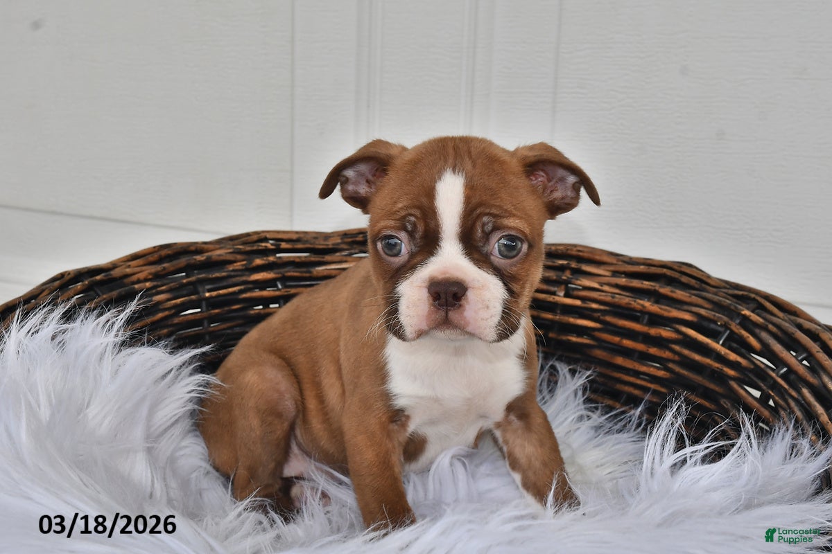 Boston Terrier dogs Jewel - Ad 2