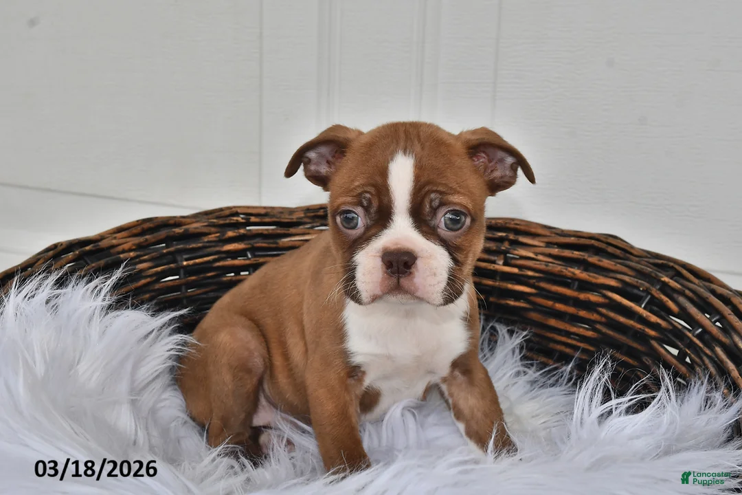 Boston Terrier dogs for sale: Jewel - Ad 2