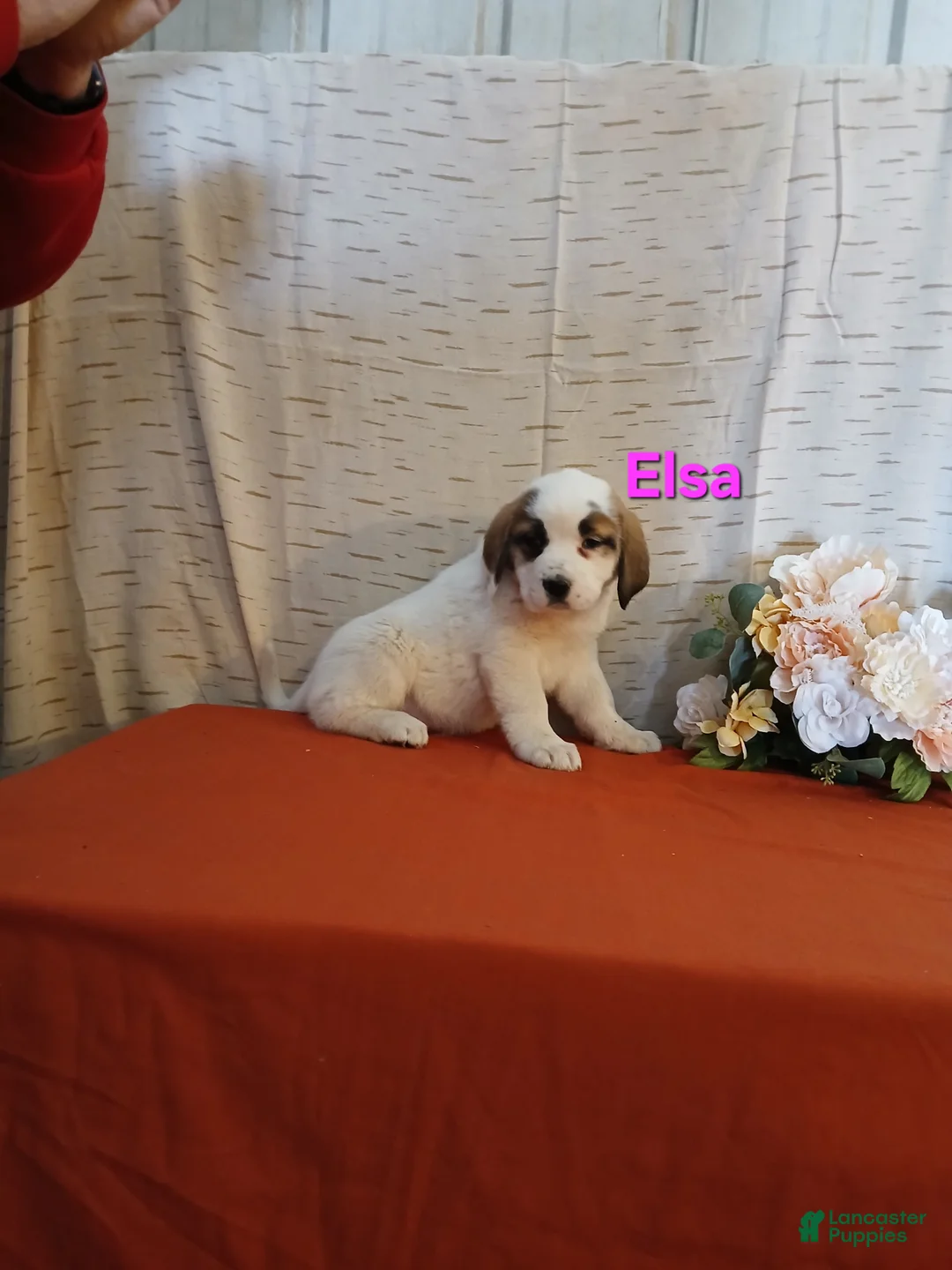 Saint Bernard dogs for sale: Elsa - Ad 2