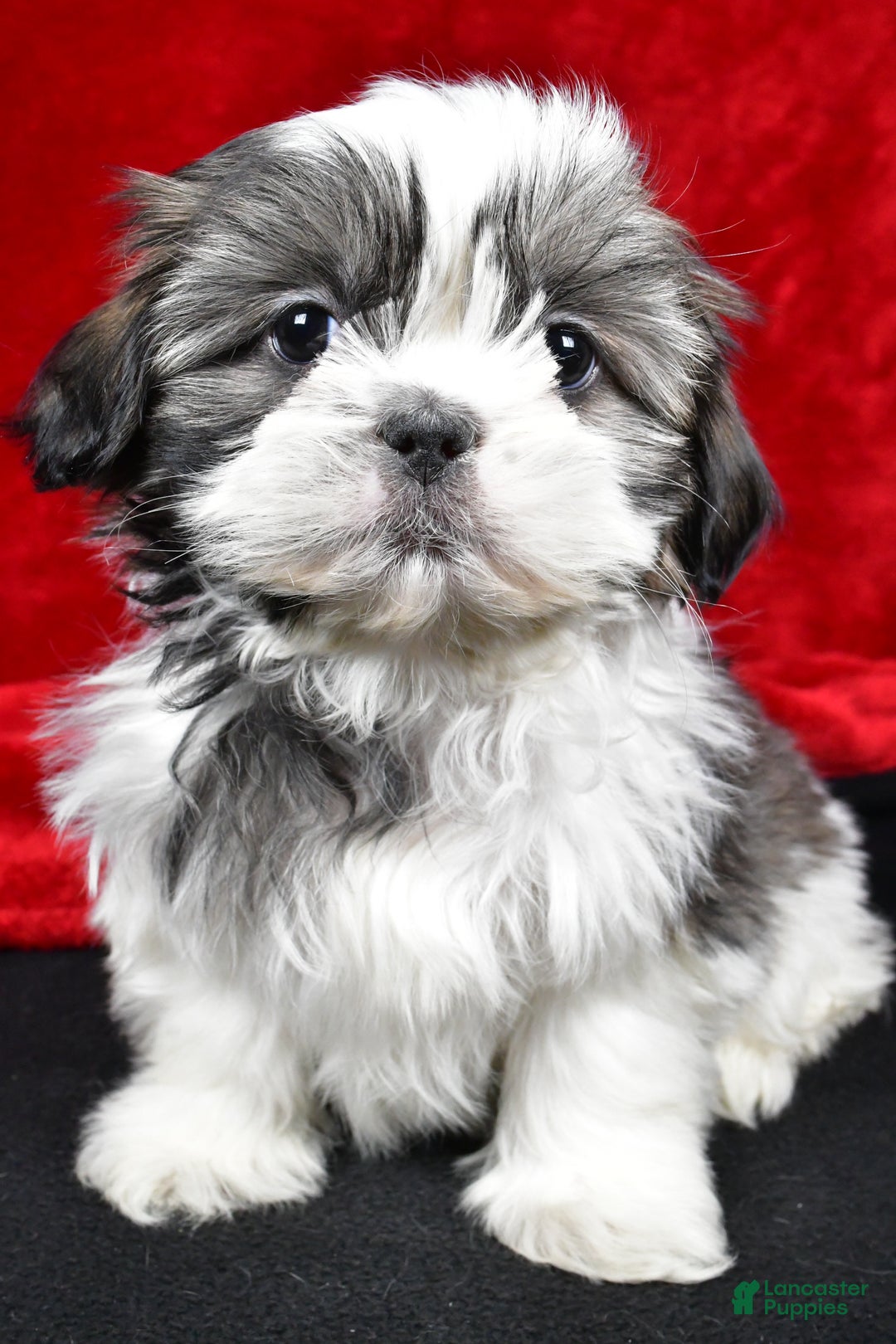 Shih Tzu dogs for sale: Daisy - Ad 1