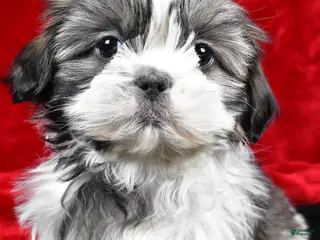 Shih Tzu dogs Daisy - Ad 26