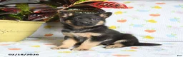 German Shepherd dogs for sale: Willow - Ad 1