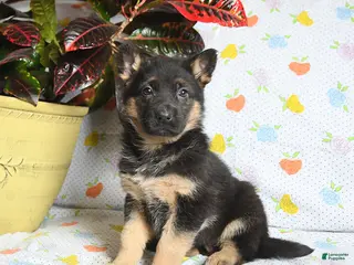 German Shepherd dogs for sale: Willow - Ad 1