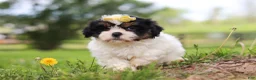 Shih Tzu dogs for sale: Fern - Ad 1