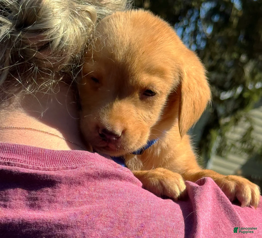 Labrador Retriever dogs for sale: Mr.peanut  - Ad 12