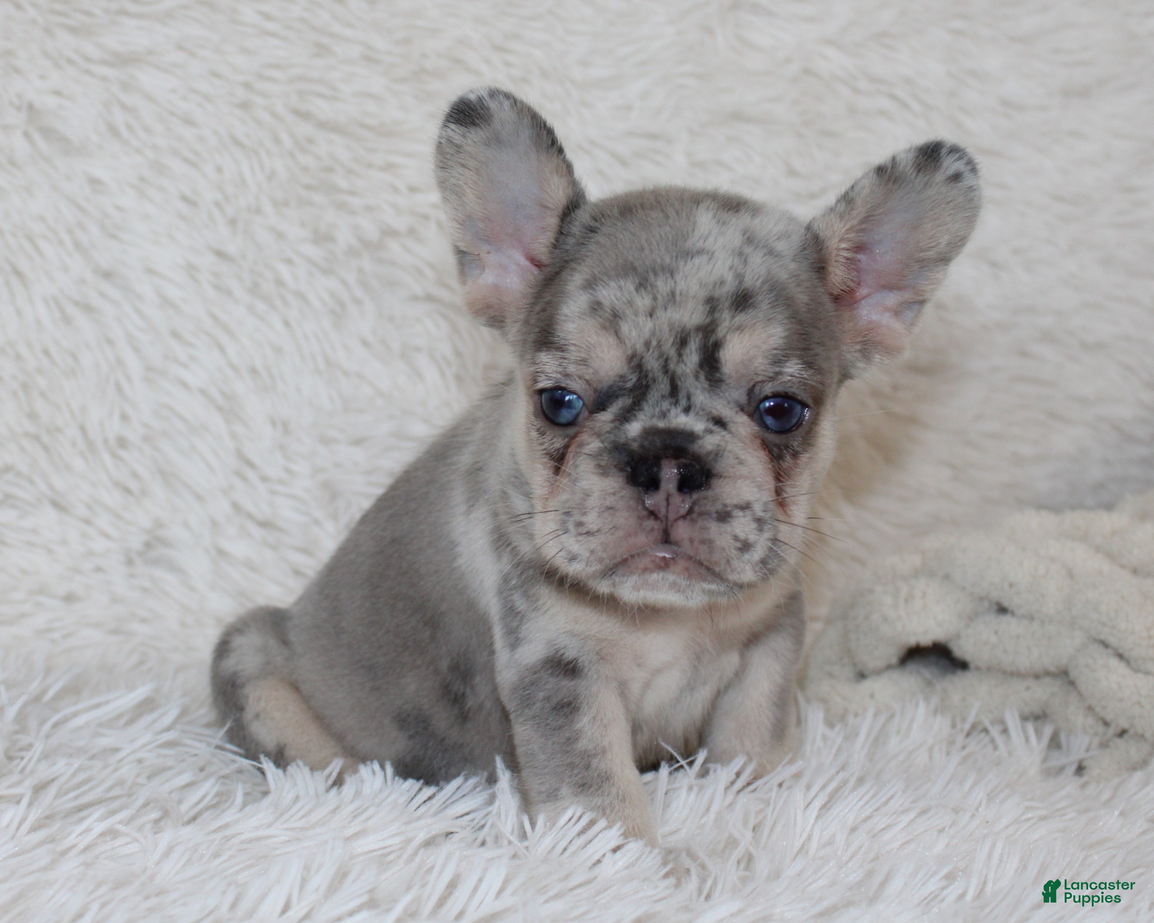 French Bulldog dogs Ike - Ad 1