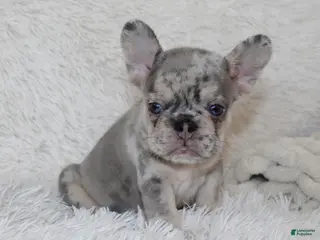 French Bulldog dogs for sale: Ike - Ad 3