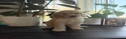 Labradoodle dogs for sale: Toni - Ad 2