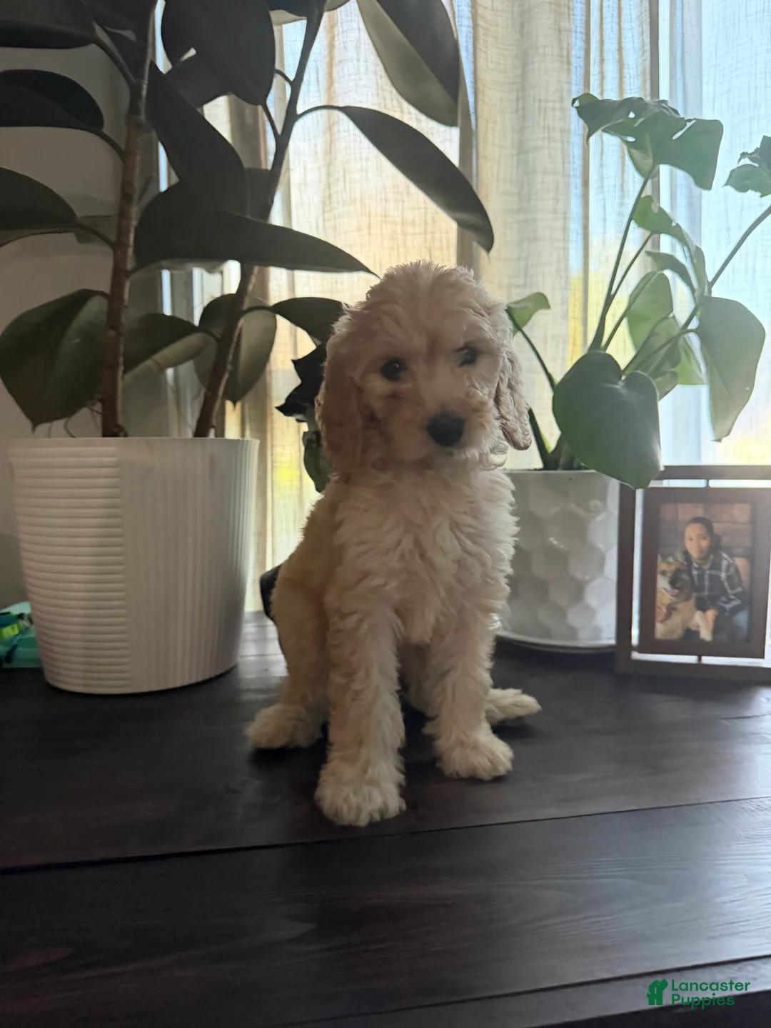 Labradoodle dogs for sale: Toni - Ad 2