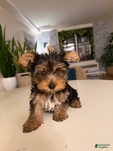 Yorkshire Terrier dogs Yorkshire Terrier Puppy 2 - Ad 1