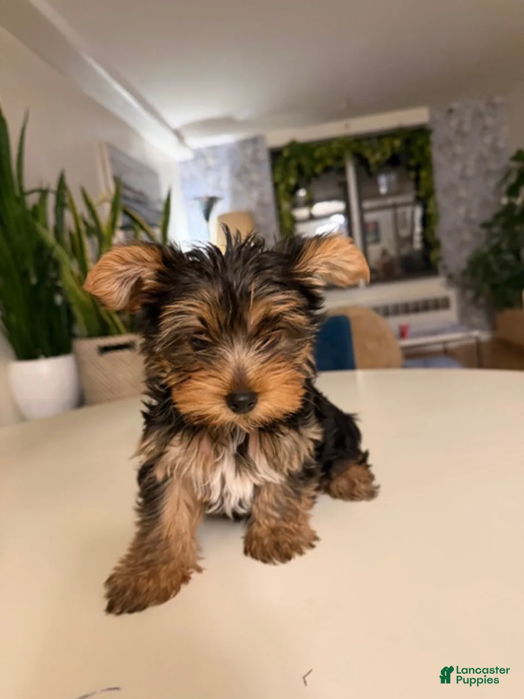 Yorkshire Terrier dogs for sale: Yorkshire Terrier Puppy 2 - Ad 1