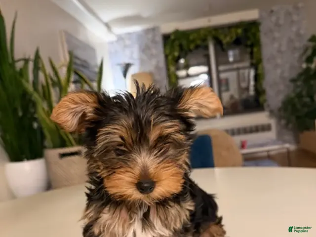 Yorkshire Terrier dogs for sale: Yorkshire Terrier Puppy 2 - Ad 1
