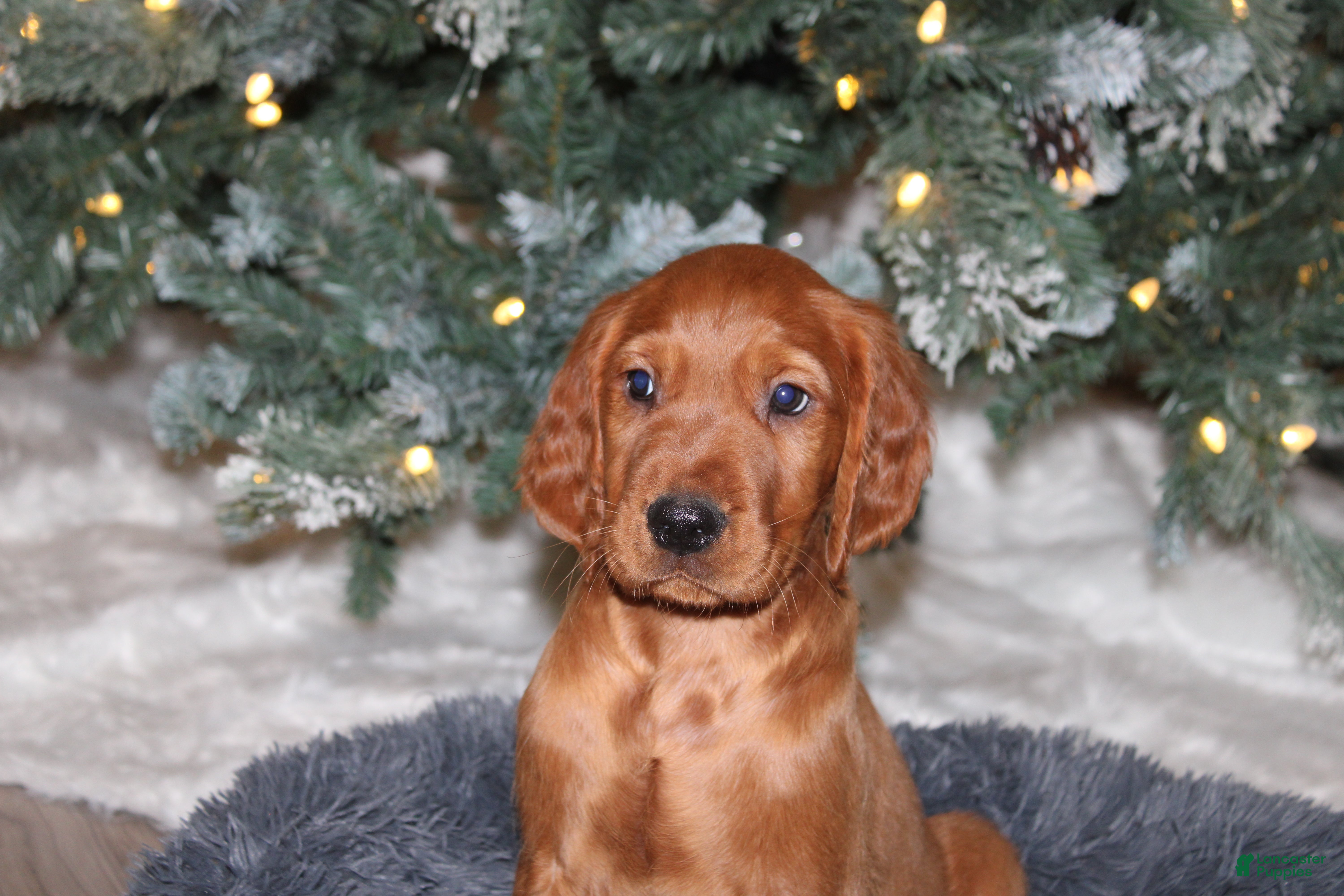 Mixed Breed dogs gunner - Ad 11