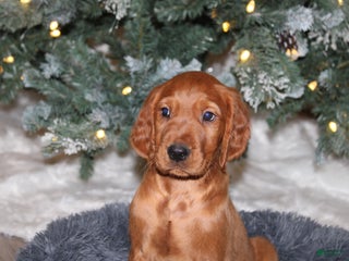 Mixed Breed dogs gunner - Ad 24