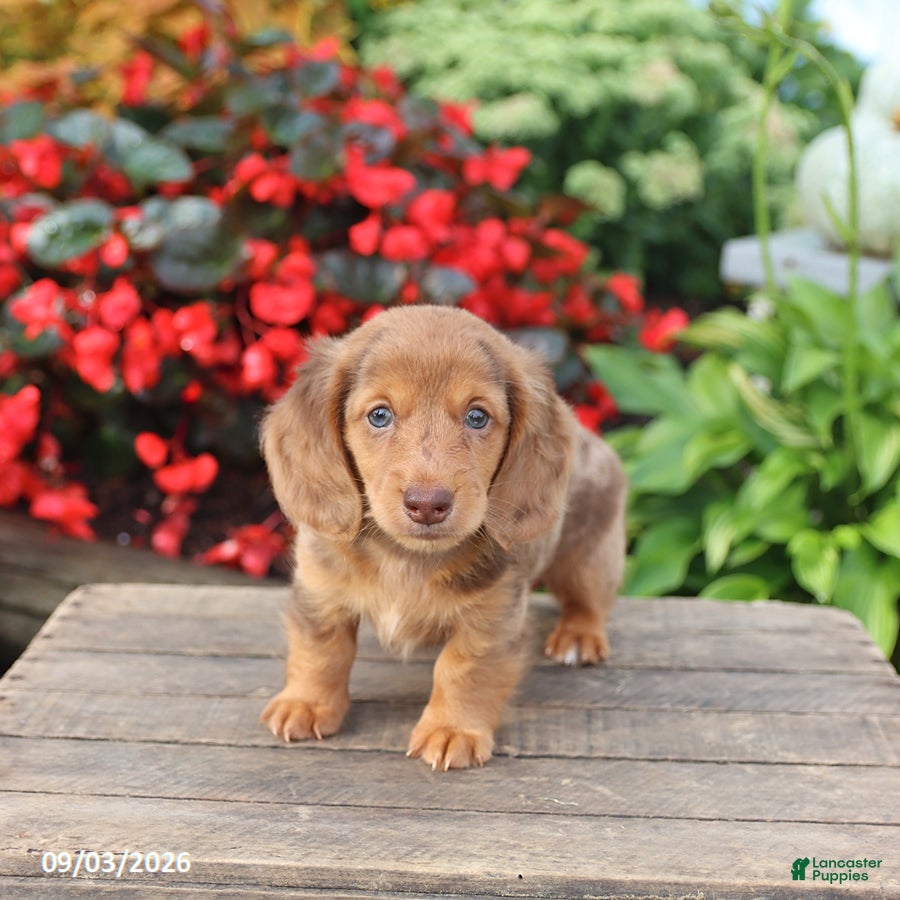 Miniature Dachshund dogs Buster - Ad 1