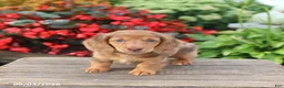 Miniature Dachshund dogs for sale: Buster - Ad 1